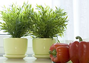 Растения на кухне