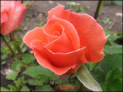 Роза в декоративном садоводстве