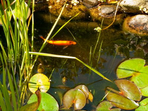 Рыбы в садовых водоемах