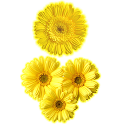 Декорум — Наклейки объемные. Серия цветы. Герберы желтые коллекция 2 шт