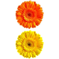 Декорум — Наклейки объемные. Серия цветы. Герберы оранжевый, желтый коллекция 2 шт