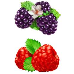 Наклейки, серия ягоды, ежевика, малина 2 шт