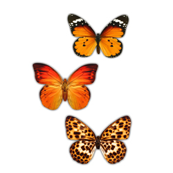 Декорум — Наклейки объемные. Серия бабочки. Солнечные бабочки 3 шт. (размер каждой наклейки около 80х70 мм)
