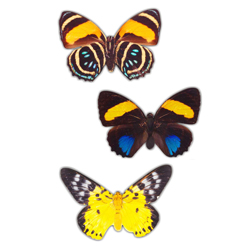 Декорум — Наклейки объемные. Серия бабочки. Летнее чудо 3 шт. (размер каждой наклейки около 80х70 мм)