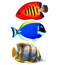 Декорум — Наклейки объемные. Серия рыбки. Радужные рыбки 3 шт. (размер каждой наклейки около 80х70 мм)
