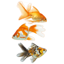 Декорум — Наклейки объемные. Серия рыбки. Золотые рыбки 3 шт. (размер каждой наклейки около 80х70 мм)