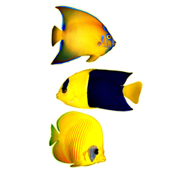 Декорум — Наклейки объемные. Серия рыбки. Желтые рыбки 3 шт. (размер каждой наклейки около 80х70 мм)