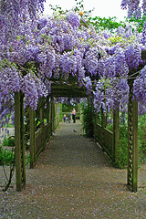 Wisteria