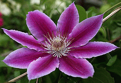Clematis