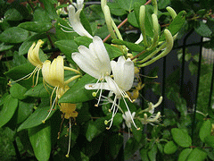 Lonicera