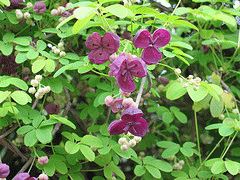 Akebia