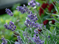 Lavandula angustifolia