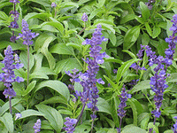Salvia farinacea