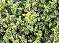 Thymus x citriodorus