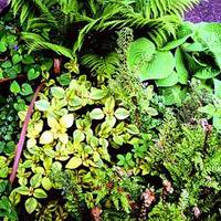 зеленый цветник