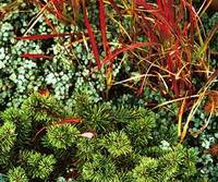 зеленый цветник