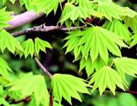 клен дланевидный