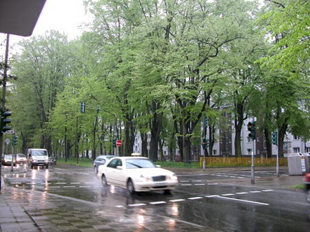 Зеленые насаждения