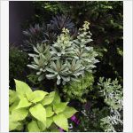 контрастная композиция: Euphorbias 'Blackbird' (темная листва) и 'Helena's Blush', Sedum 'Angelina'