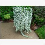восхитительные плети Dichondra 'Silver Falls'