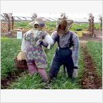 Танец огородных пугал