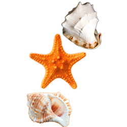 Декорум — Наклейки объемные. Серия морск. коллекция. Ракушки и красная морская звезда 3 шт.